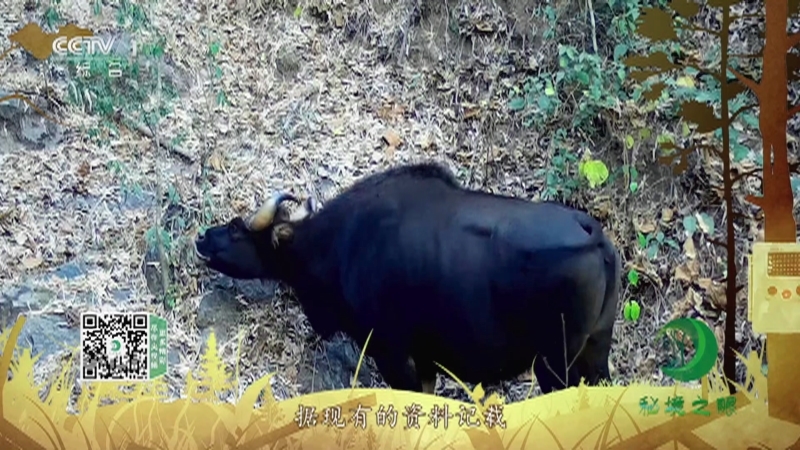 《秘境之眼》 野牛 20210911