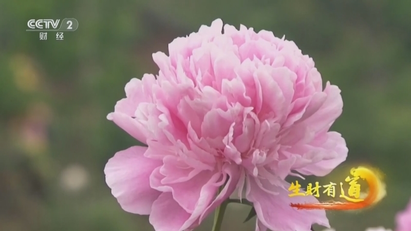 生财有道 《生财有道》 20240508 芍药花开酬勤来