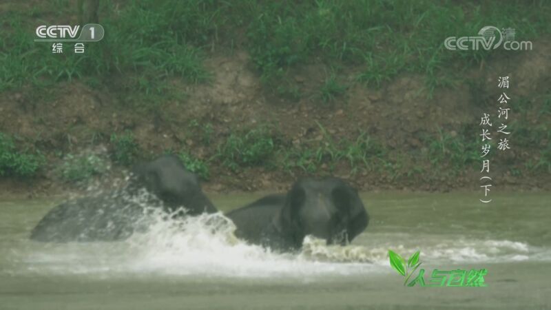 人与自然 《人与自然》 20201002 湄公河之旅——成长岁月（下）