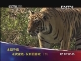 动物世界 《动物世界》 20130506 老虎家族·权利的游戏（下）
