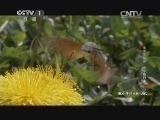 动物世界 《动物世界》 20141115 虫虫总动员·小小旅行家/神农尝百草（下）