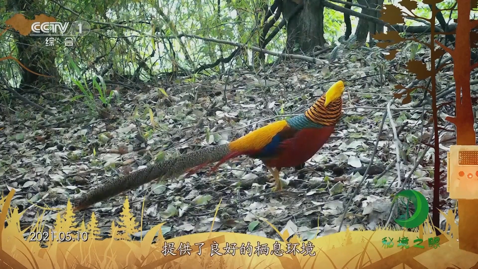 秘境之眼 《秘境之眼》 红腹锦鸡 20230831