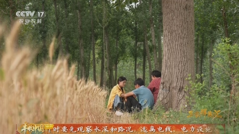 三农群英汇 《三农群英汇》 20260812 麦香归处是心安
