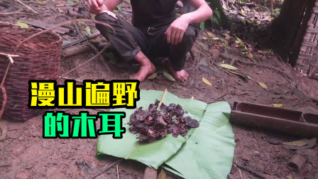 原始丛林人苏门答腊 第二季 荒野大神独居丛林，下了几天雨，木头上长满了木耳！