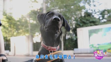 狗狗：主人你好好考试 金榜题名我这辈子是不可能了