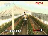生财有道 《生财有道》 20110809 走出神话的人参果