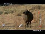 动物世界 动物世界 2010年 第97期
