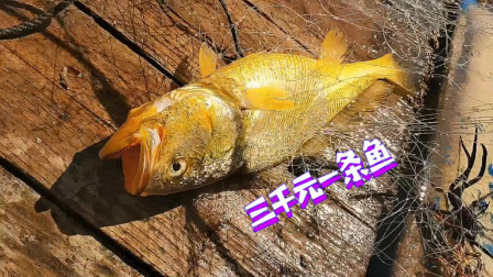 南澳岛赶海日记 小伙一大早捕鱼运气实在太好，捕上来稀有的超大黄鱼，卖好几千呢