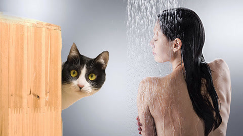 猫为啥爱偷看人洗澡？