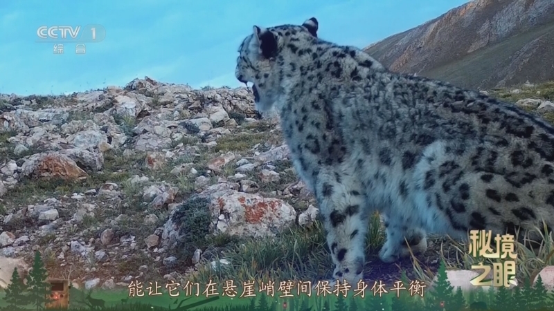 秘境之眼 《秘境之眼》 雪豹 20250915