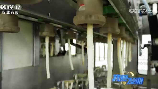 我爱发明 《我爱发明》 20200701 芦笋巧去皮
