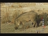 动物世界 《动物世界》 20130518 虎妈战歌（下）