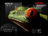 动物世界 《动物世界》 20110825