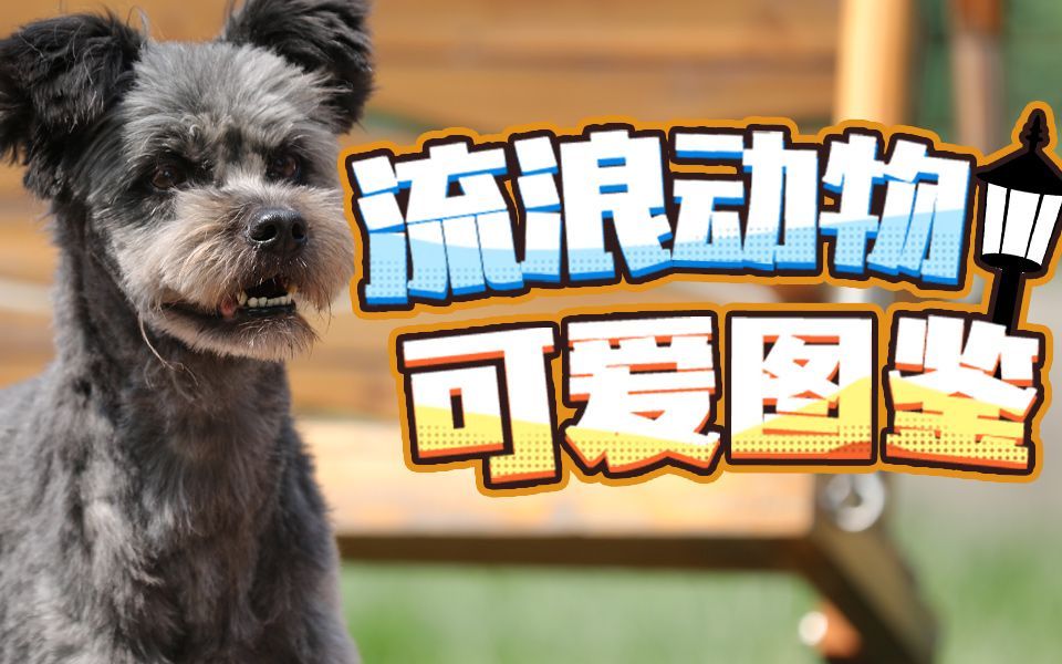 百分之二的爱 新生的美好