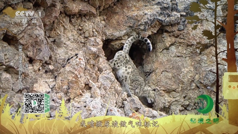 秘境之眼 《秘境之眼》 雪豹/猞猁/藏狐 20221213