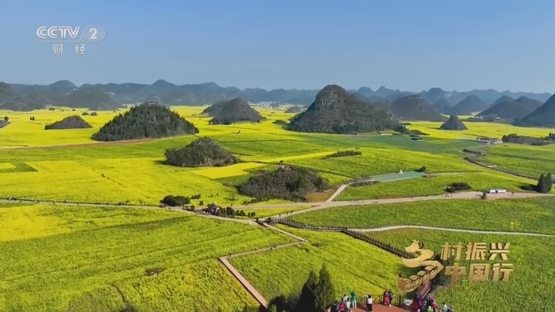《乡村振兴中国行》 20230317 云南罗平：峰林花海美 振兴正当时