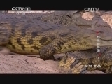 动物世界 《动物世界》 20141103 鳄鱼的眼泪（五）
