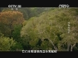 自然传奇 《自然传奇》 20141016 神秘的花豹