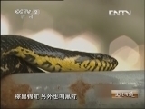 生财有道 《生财有道》 20130902 与动物亲密接触 年入千万的神秘蛇王