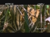 动物世界 《动物世界》 20141019 虎-自然的礼物（二）