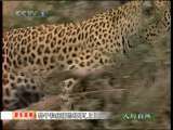 人与自然 原生故事 豹子和疣猪的故事 上
