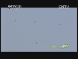 人与自然 《人与自然》 20140102 自然故事 狮豹之情（下）