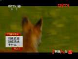 科技人生 《科技人生》 20110918 八年训狐记