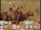 自然传奇 自然传奇 2011年 第41期 揭秘动物行为（七）