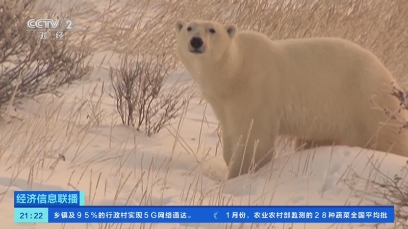 经济信息联播 《经济信息联播》 20260201