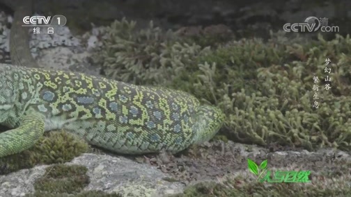 人与自然 《人与自然》 20191204 梦幻山谷——繁衍生息