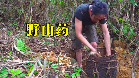 原始丛林人苏门答腊 第二季 丛林生存日记，山林间土壤肥沃，野生山药生长及其旺盛