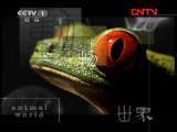 动物世界 《动物世界》 20111021