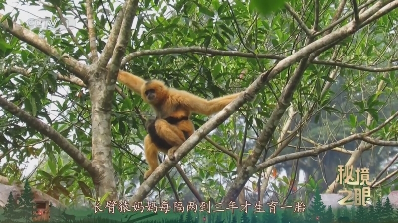 秘境之眼 《秘境之眼》 海南长臂猿 20250608