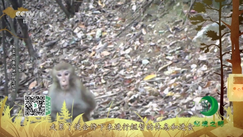 《秘境之眼》 猕猴/猪獾 20210422