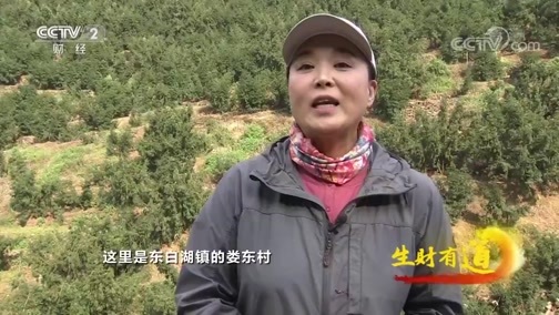 生财有道 《生财有道》 20191227 浙江诸暨：香榧产业链 富民特产亮名片