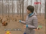 生财有道 《生财有道》 20120118 生态土鸡的致富路