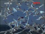 动物世界 《动物世界》 20110910
