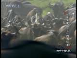 动物世界 动物世界 2010年 第138期