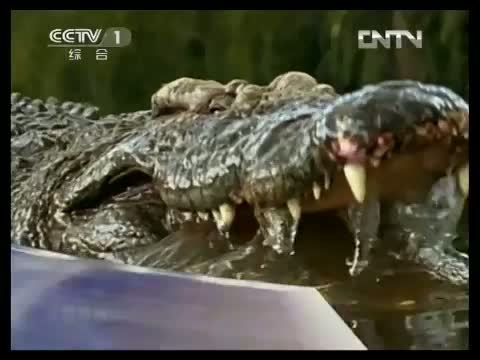 动物世界 《动物世界》 20130420 双面鳄鱼的多彩生活（下）