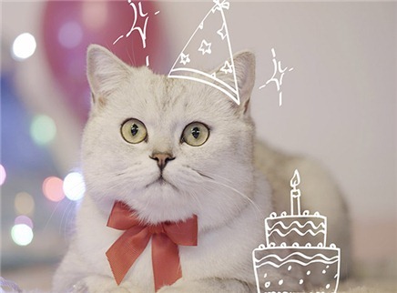 举起爪儿来 猫咪专属生日蛋糕