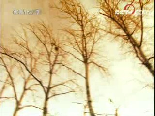 军事纪实 青山如碑 张世勇 李乾波