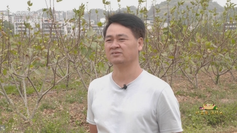致富经 《致富经》 20221027 财富果 满枝头 无花果的财富“抢”出来
