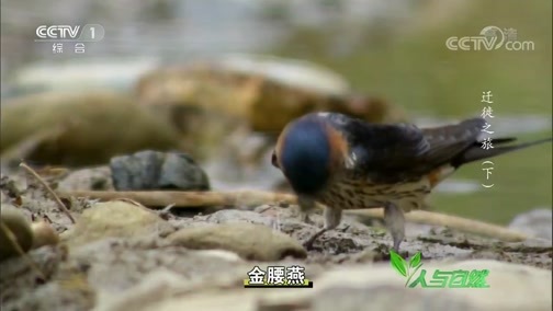 人与自然 《人与自然》 20190525 迁徙之旅（下）