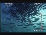 动物世界 《动物世界》 20130906 沙丁鱼的奇幻漂流