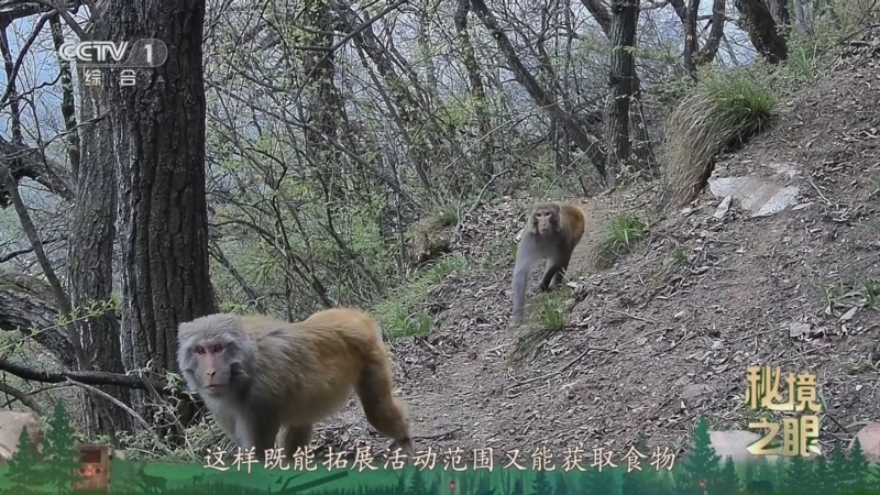 《秘境之眼》 猕猴 20260117