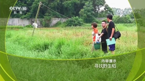 走近科学 《走近科学》 20190805 寻找野生稻