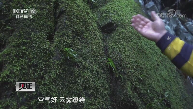 见证 《见证》 20201002 见证西林（一）