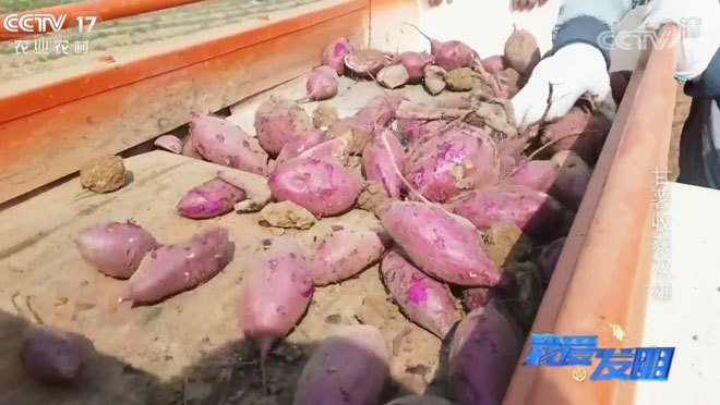 我爱发明 《我爱发明》 20200201 甘薯收获双雄