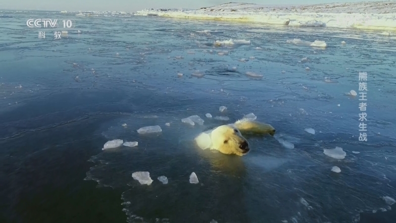 《自然传奇》 20251108 熊族王者求生战