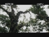 芝麻开门【央视】 《芝麻开门》 20140726 校园欢乐行（六）